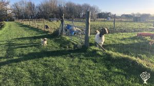 Vegan Wwoofers wanted!  Animal sanctuary & large veg plot