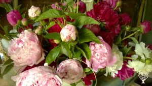 Peonies headed for farmers' market.