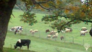 Mixed Farm