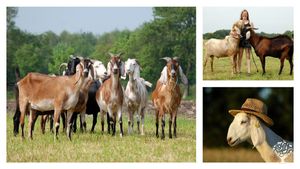 Mutterziegen unserer Anglo Nubier Herde, Jenny und 2 ausgewachsene Zuchtböcke (beide über 100 kg).