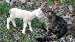 Communal Living Group, Family home and garden - rural, Eco Retreat, Flower Garden Farm, Livestock…