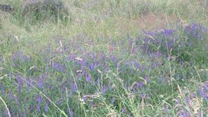 Prämierte Kräuter und Artenvielfalt