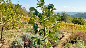 Orti sinergici e vigneto.
