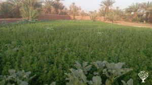 Our mission is to combat desertification and rejuvenate our oasis through sustainable farming