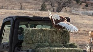 Organic farming in mountains, chicken ranch for egg production, food production in certified kitchen