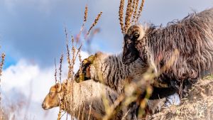 Biohof, Intentional Community, Livestock Farm, Family farm
