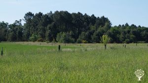 La forêt au bout du terrain avec la prairie et un aperçu des arbres que nous avons planté.