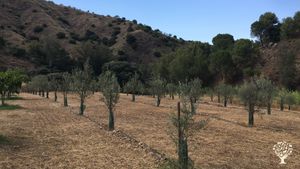 Derelict olive plantation under renovation