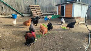 Mucking out all of the chicken coops on a daily basis and keeping areas clean