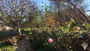 Holistic Little Farm