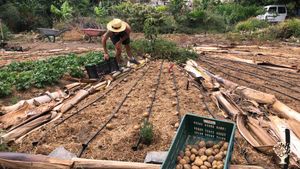 Permakulturhof am Stadtrand von Las Palmas de Gran Canaria