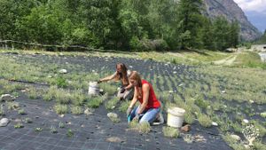 Coltivazione di erbe di montagna nel parco nazionale Gran Paradiso