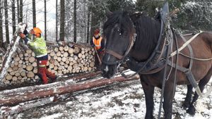 Mit Pferden leben und arbeiten im Tourismusbereich, Land- und Forstwirtschaft, Freizeit