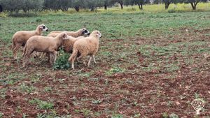 Permaculture organic farm