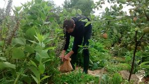 Large veg & fruit garden plus 7 biodiversity fields