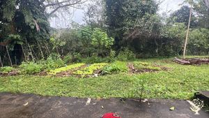 Fazenda agroecológica, produção de cacau, açaí, cupuaçu e outros em SAF e uma RPPN