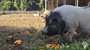 <CB108>자연따라 동거동락/ Living together, sharing joy