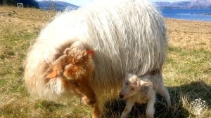 Small organic sheep farm by the ocean