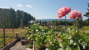 Family life in the country side with a big vegetable garden, chickens,  a cat and a dog