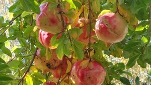 Olive gardens in the mountain village of Yaka (Fethiye).