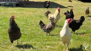 Comb-over Karen in front, Poppycock to the  left of her, Hugo Boss in behind. We only name a few 😂