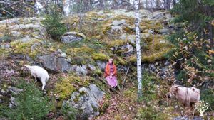 Walking in forest with our goats Burffi and Peikko.