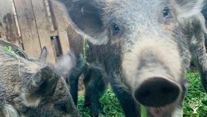 Vineyard, Family farm