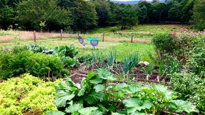 Small diversified permaculture farm in New Hanpshire