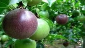 Support us at our community farm based on growing passion fruit and community development