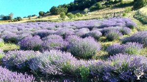 Arıcılık ve arı ürünleri ile doğal ürünler