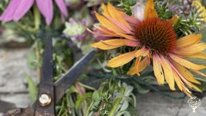 Family garden in beautiful Humboldt County, California