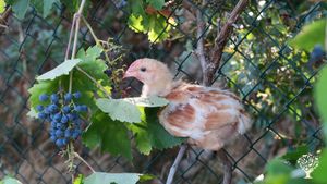 Elevage de poulets biologiques sous les oliviers