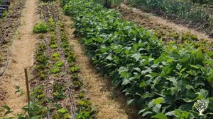 Azienda agricola con produzione di frutta, ortaggi e miele