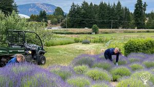 Harvesting Lavender