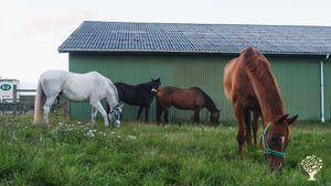 The number of horses keeps changing, what does not is their need for love and care...