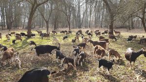 Frühlingsweide im Landschaftspark

Spring pasture in the landscape park