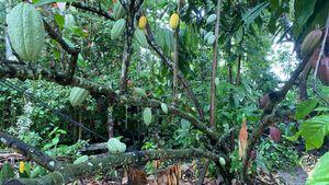 One of the Cacaotrees, still need some pruning after the fruits are ripe.