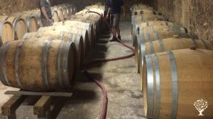 Viticulteur en biodynamie  à Loir et Cher