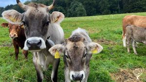 Our very friendly an amazing cows