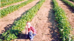 USDA Certified Organic strawberry and sugar-snap pea farm