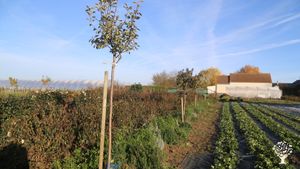 Paysannerie gourmande et engagée : maraichage, céréales transformées en farine, pain, pâtes, arbres