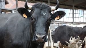 Des vaches sympathiques