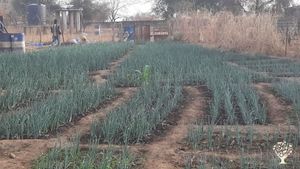 Onion cultivation