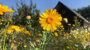 Family home and garden - rural, smallholding, market garden, orchard, farm