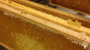 Mixed Farm, Family farm, Apiary