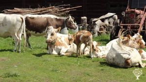 Traditional 1840s mountain farm with cows, forest and great views. Welcoming LGBTQ+