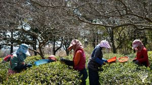 <JN137>쉼과 문화가 있는 녹차정원/A Green Tea Garden of Rest and Culture