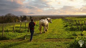 Vignerons avec pension équestre