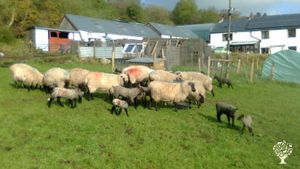 52 acres, 6 woodland 46 permanent pasture Small flock Llanwenog sheep, DIY livery horses