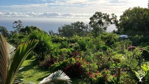 Ongoing Need: Smallholding, Orchard, Regenerative, Permaculture, 99% vegetarian